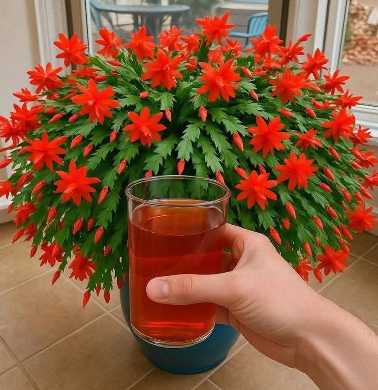 Christmas Cactus Blooming Recipe FB_IMG_1761591558112